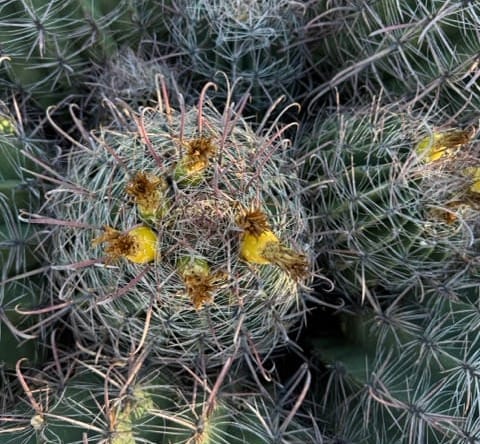 barrel cactus in saguaro national park along the cactus wren trail