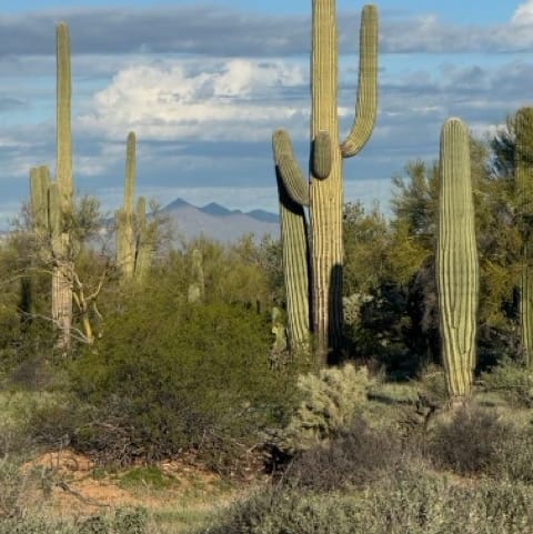 saguaro cactus forest along the cactus wren trail in saguaro national park