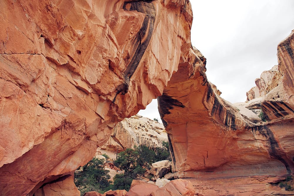 capitol reef national park is home to a lot of cryptobiotic soil, even on hiking trails