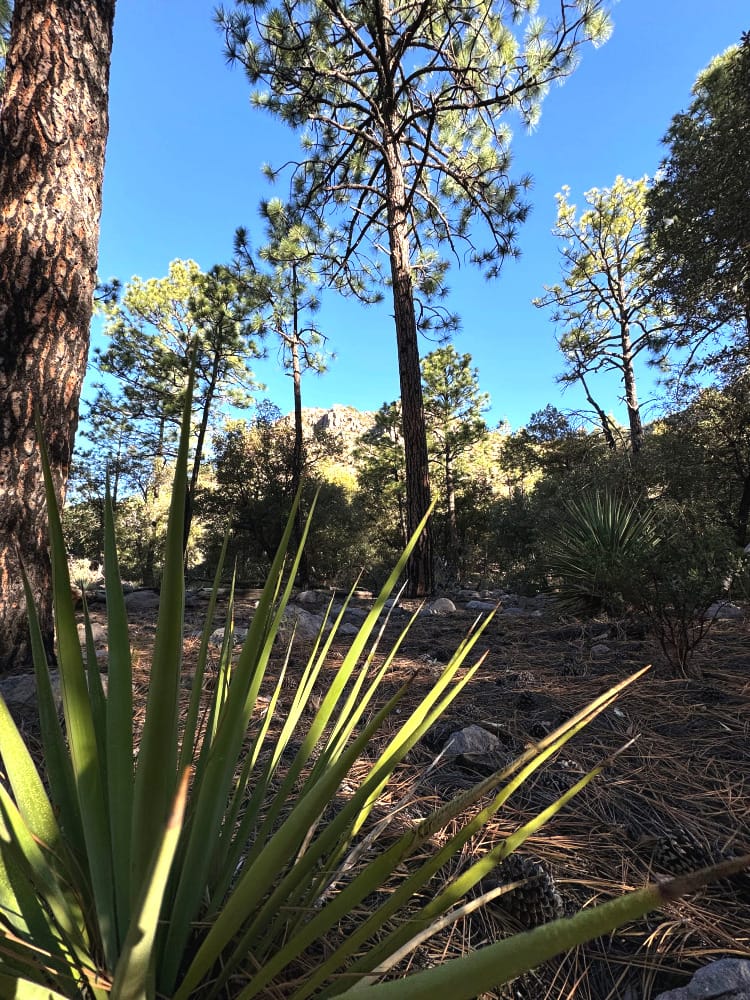 a view of the chiricahua forest with ponderosa and geology during a backpacking trip