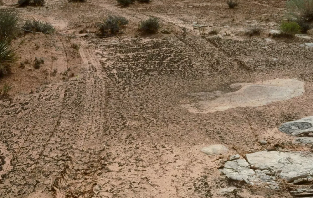 damaged cryptobiotic soil on the southwest land