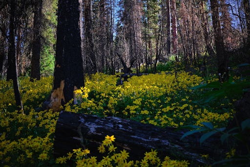 wildflowers from dan's hiker story