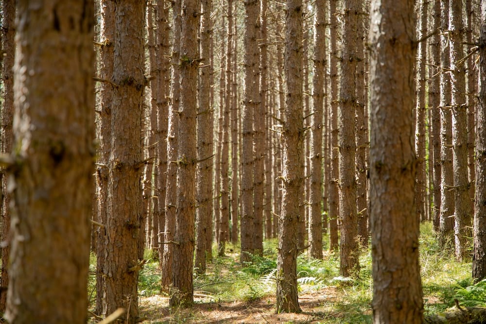 the quiet joy of local trails comes with views that are beautiful