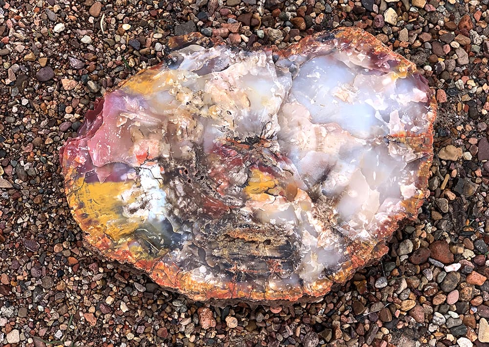 A section of petrified wood along the crystal forest trail in petrified forest national park