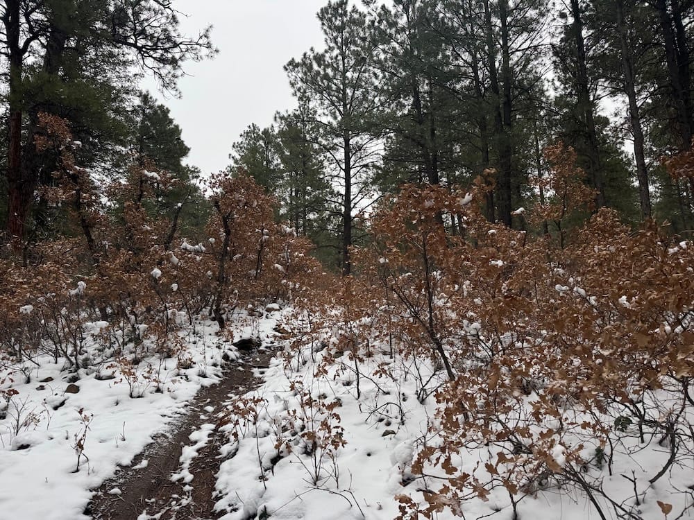 A trail winding through oak in Reservoir Hill's trail system.