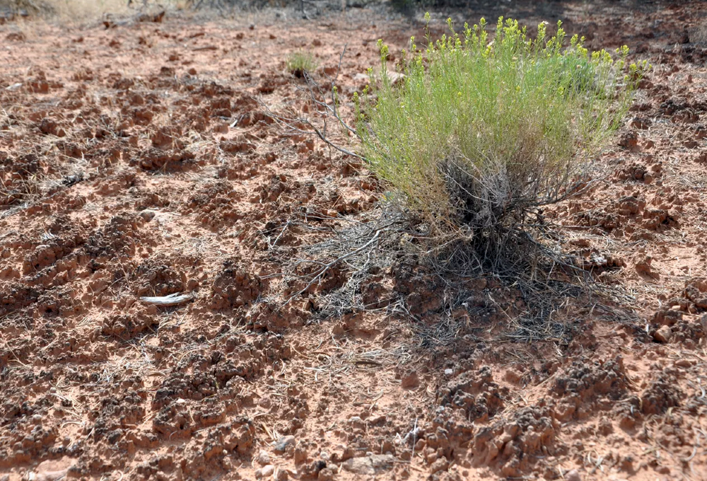 cryptobiotic soil crust with a plant in the southwest