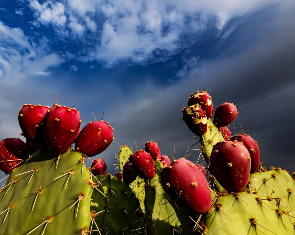 cactus in the desert during the extreme heat of summer photographed by a hiker