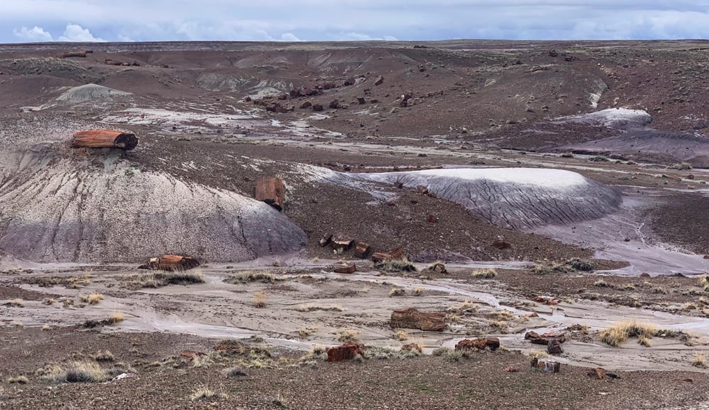 Trail Report: Crystal Forest Trail In Petrified Forest National Park