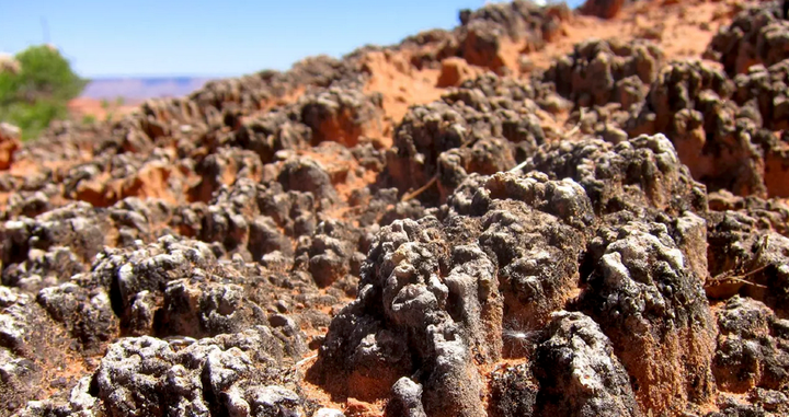 a mature biological soil crust with bumpy dark ridges A mature biological soil crust in Canyonlands National Park