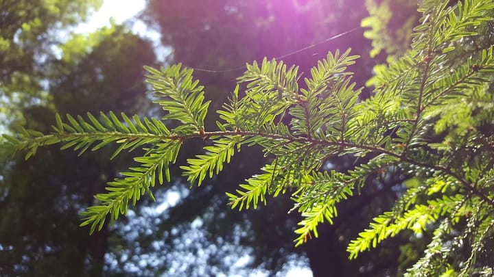 A beautiful and simple moment of pine on a hike