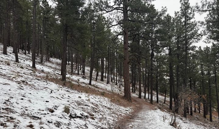 The trail at the start of the Reservoir Hill Trail System